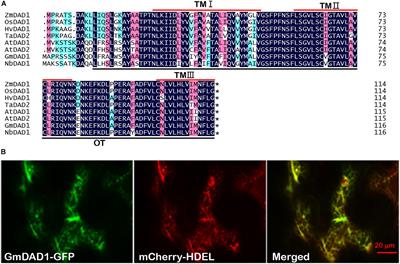 GmDAD1, a Conserved Defender Against Cell Death 1 (DAD1) From Soybean, Positively Regulates Plant Resistance Against Phytophthora Pathogens